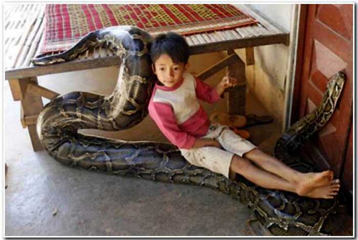 «Страшная дружба»: в Камбоджи малышу завели 5-метрового питона в качестве питомца