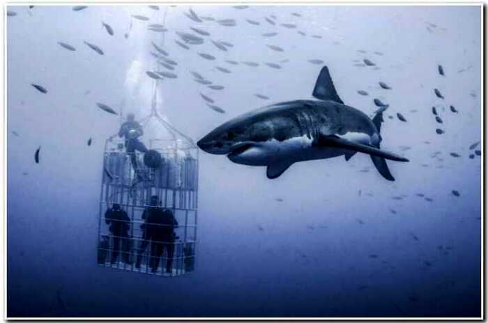Как спастись при встрече с акулой