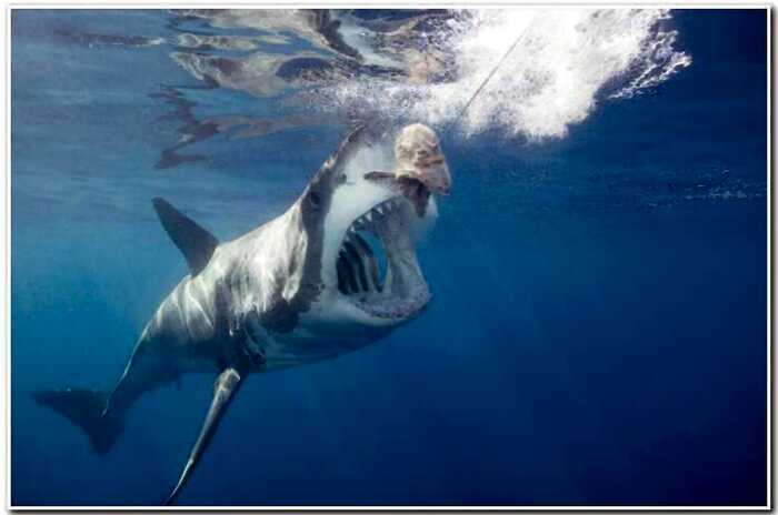 Как спастись при встрече с акулой