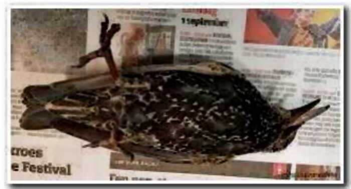 В Голландии протестировали связь 5G — сотни птиц погибли в первый же день