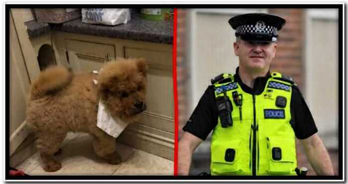 В англии щенка чау-чау арестовали на девять месяцев за укус полицейского