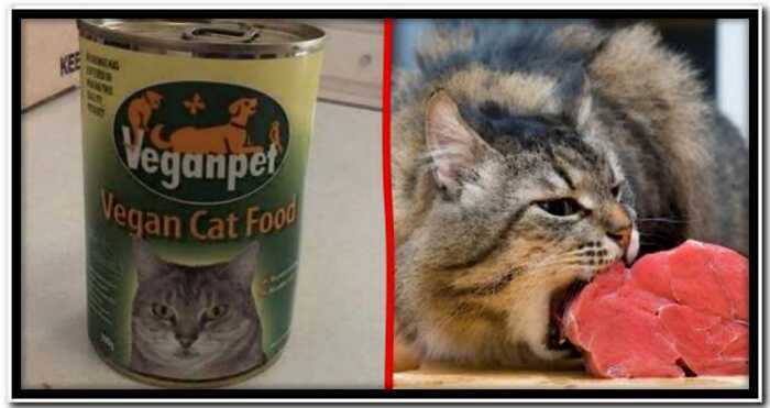 Британцы, кормящие своих кошек веганской едой, могут попасть под суд