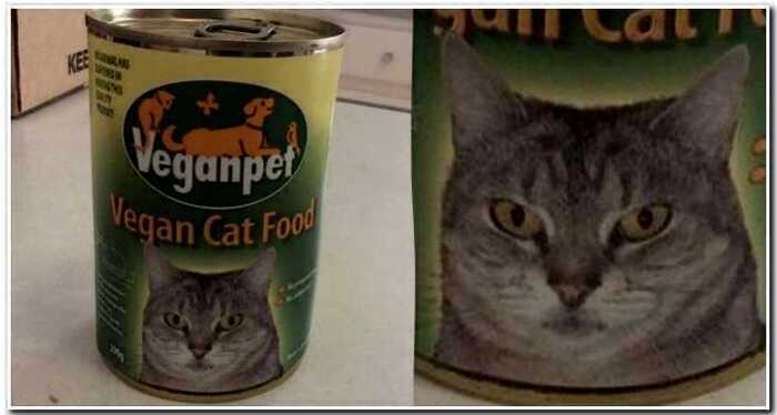 Британцы, кормящие своих кошек веганской едой, могут попасть под суд