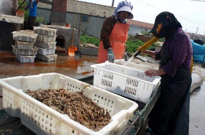 «Морской яд»: 90% креветок поступает к нам из сточных вод в Азии