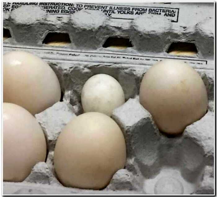 20 странных куриных яиц, которые удивили даже бывалых фермеров