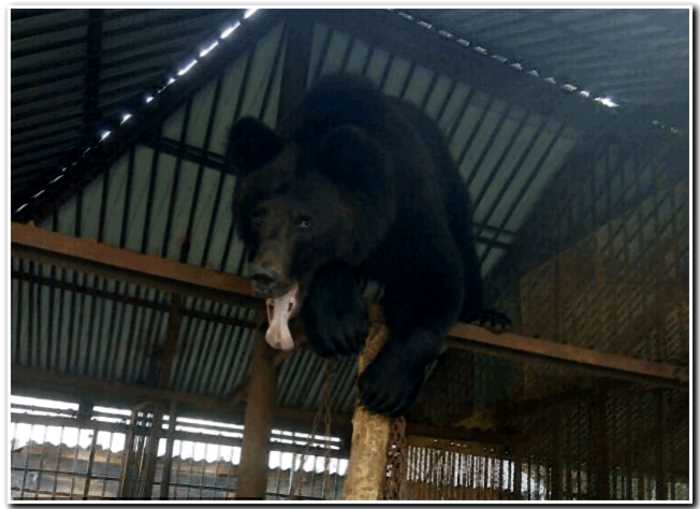 «Понеслась»: Медведь оторвал женщине руку во время Новогоднего корпоратива