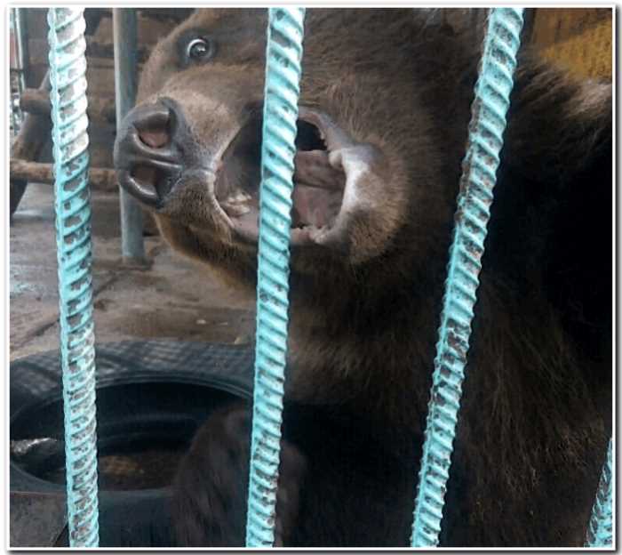 «Понеслась»: Медведь оторвал женщине руку во время Новогоднего корпоратива
