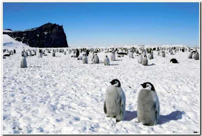 20 любопытных фактов об Антарктиде, которые не знает практически никто