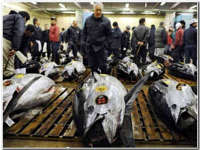 «Заплатил, как за Посейдона»: Японский магнат суши отдал $3,000,000 за одного тунца