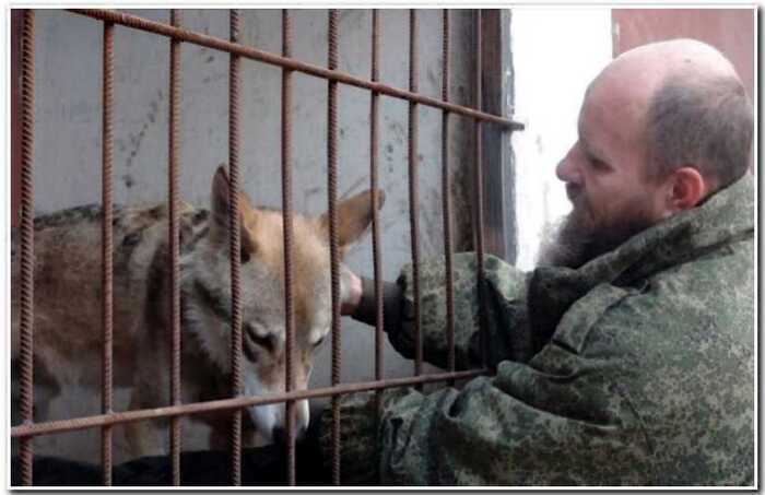 «Маугли наоборот»: семья из Волгограда приютила волка в своей однушке