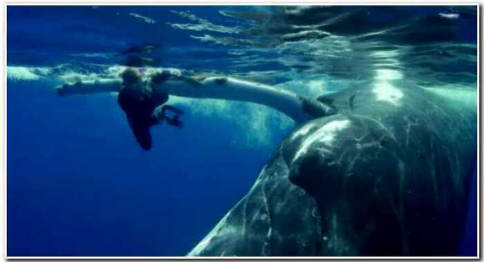 “Ангел хранитель”: 22-тонный кит спас дайвершу от акулы, спрятав ее под плавником