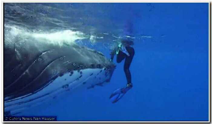 “Ангел хранитель”: 22-тонный кит спас дайвершу от акулы, спрятав ее под плавником