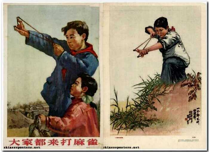 “Птичий геноцид”: история о том, как природа китайцам за воробьев отомстила