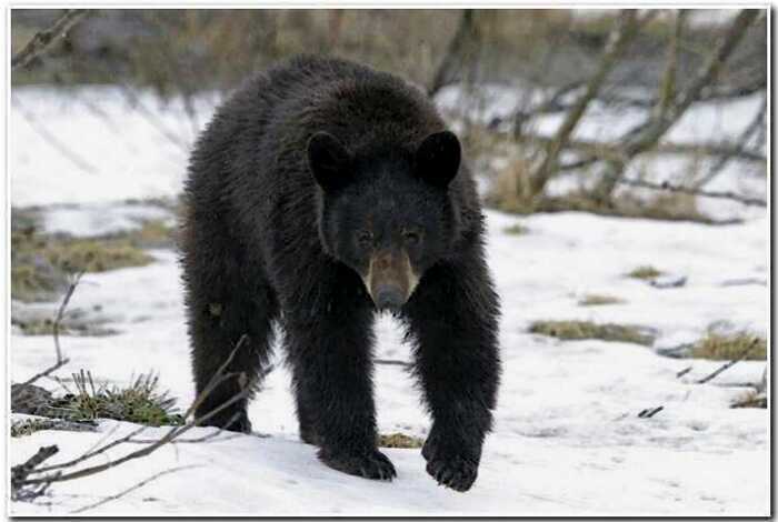 В США 3х-летний мальчик, потерявшийся в лесу, выжил благодаря медведю