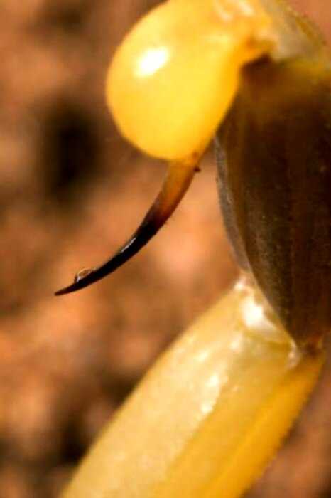 “Яд желтого скорпиона”: самая дорогая жидкость на планете Земля