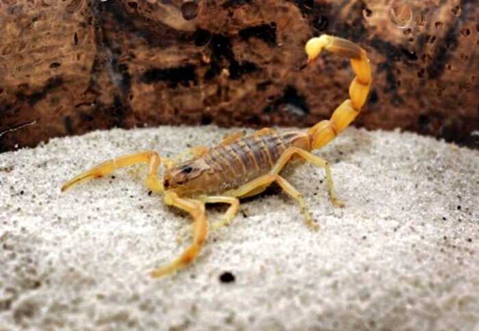 “Яд желтого скорпиона”: самая дорогая жидкость на планете Земля