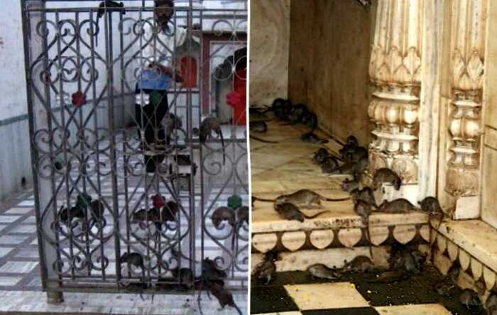 “Карни Мата”: зачем в индийском храме поклоняются живым крысам?