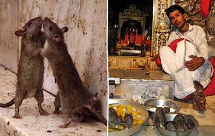 “Карни Мата”: зачем в индийском храме поклоняются живым крысам?