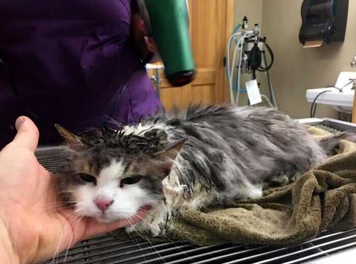 “Вторая жизнь”: ветеринары потратили весь день, чтобы спасти вмерзшую в снег кошку