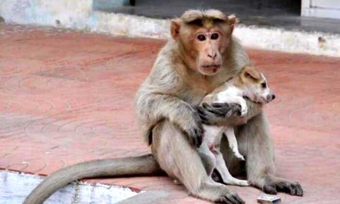 “Настоящая мама”: обезьяна “усыновила” бездомного щенка и спасла ему жизнь