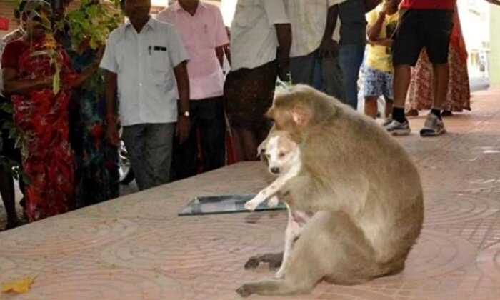 “Настоящая мама”: обезьяна “усыновила” бездомного щенка и спасла ему жизнь