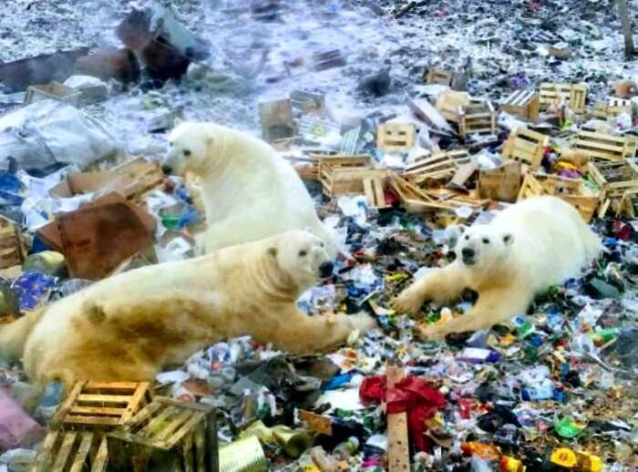 Из-за голода белые медведи совершили нашествие на Архангельскую область