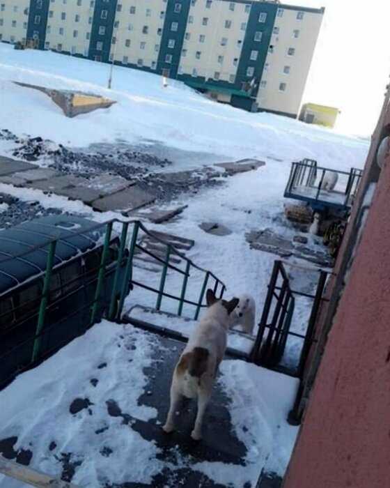 Из-за голода белые медведи совершили нашествие на Архангельскую область