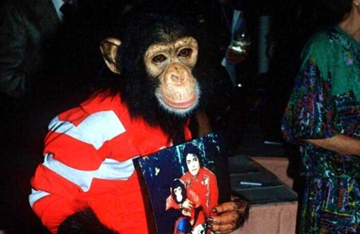 “Животная преданность”: обезьянка Майкла Джексона пыталась покончить собой, узнав о смерти хозяина