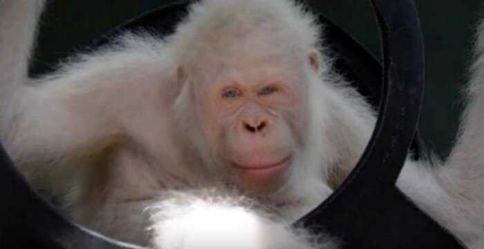 Единственной в мире самке-альбиносу орангутанга подарили собственный остров