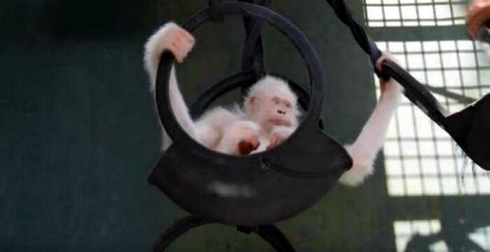Единственной в мире самке-альбиносу орангутанга подарили собственный остров
