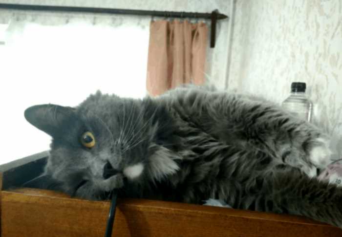 “5 кило чистой ненависти”: парень из Костромы начал сдавать кота в аренду