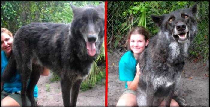 7 лет назад семья спасла волчонка от усыпления, и вот что с ними стало