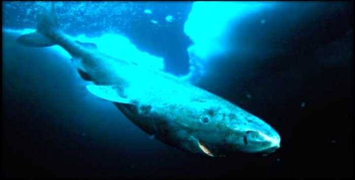 «Самые древние»: 500-летняя акула и еще 5 долгожителей животного мира