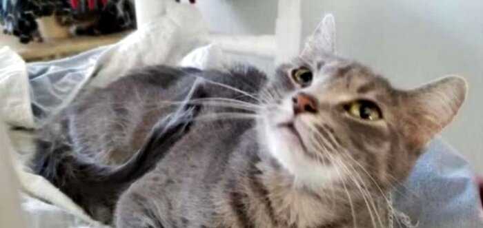 Сердобольный американец спас кошку, которую хозяева выбросили в сугроб