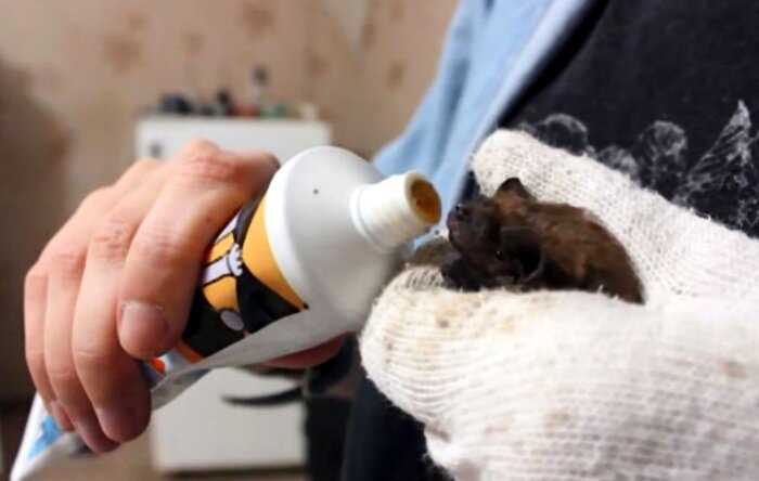 “Добрая душа”: жительница Воронежа приютила у себя 250 летучих мышей