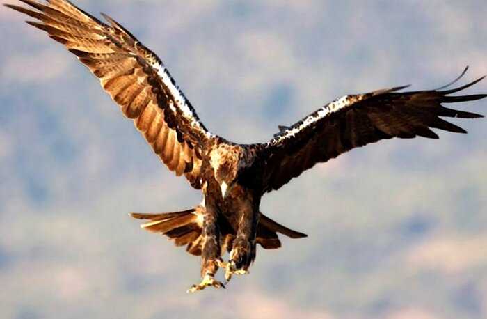 “Полет длиною в жизнь”: GPS tracker показал полеты орла в течении 20 лет его жизни