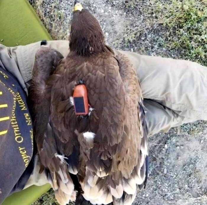 “Полет длиною в жизнь”: GPS tracker показал полеты орла в течении 20 лет его жизни
