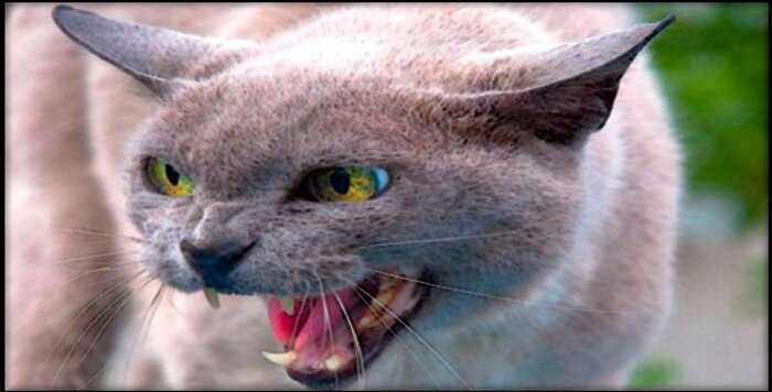 10 самых необычных и опасных пород кошек в мире