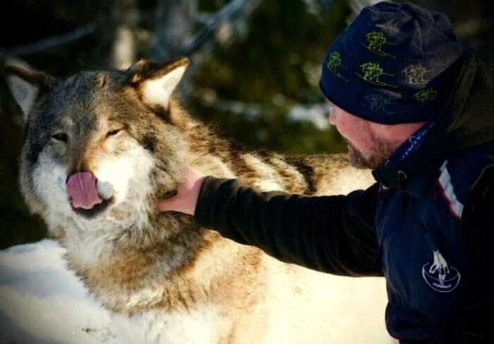 “Маугли наоборот”: норвежец воспитал четырех волков и стал их Акеллой
