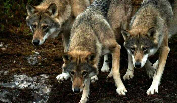 “Маугли наоборот”: норвежец воспитал четырех волков и стал их Акеллой
