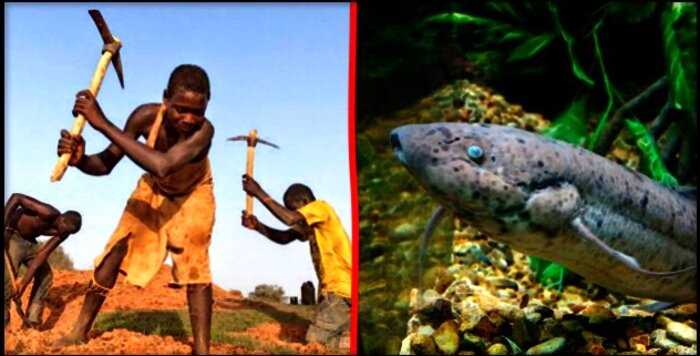 “Вперед — за рыбой”: история о том, как африканцы ходят на рыбалку… с кирками