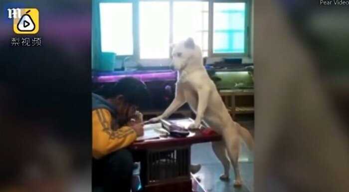 “Кардинальный подход”: китаец научил собаку следить за дочкой, делающей домашнее задание