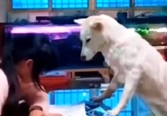 “Кардинальный подход”: китаец научил собаку следить за дочкой, делающей домашнее задание