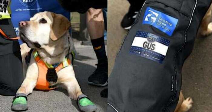 Собаки-поводыри помогли слепому пробежать марафон и осуществить мечту своей жизни