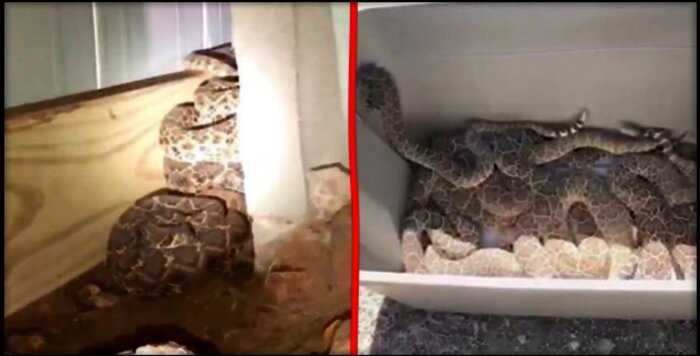 В Техасе семья вызвала змееловов, подозревая, что в подвале завелась змея. Но все оказалось гораздо хуже.