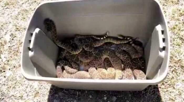 В Техасе семья вызвала змееловов, подозревая, что в подвале завелась змея. Но все оказалось гораздо хуже.