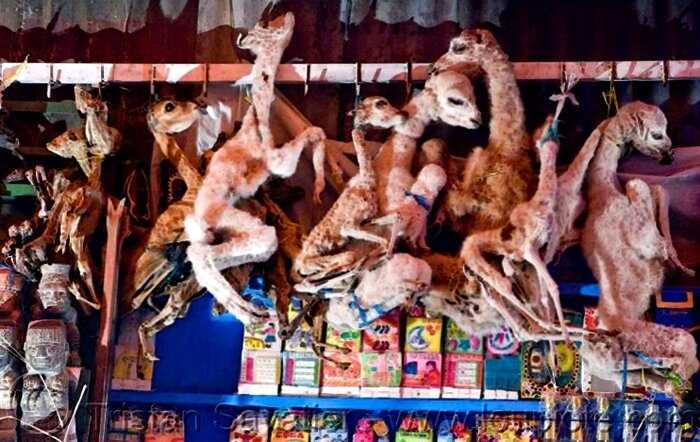 “Волшебство на продажу”: рынок ведьм в Боливии, где вы можете купить все что угодно