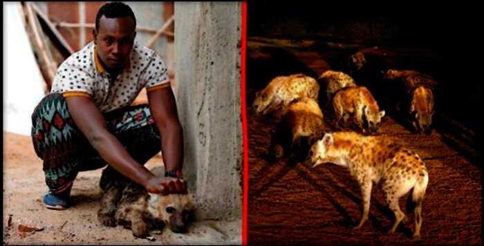 “Любимые домашние питомцы”: как жители Эфиопии диких гиен приручили