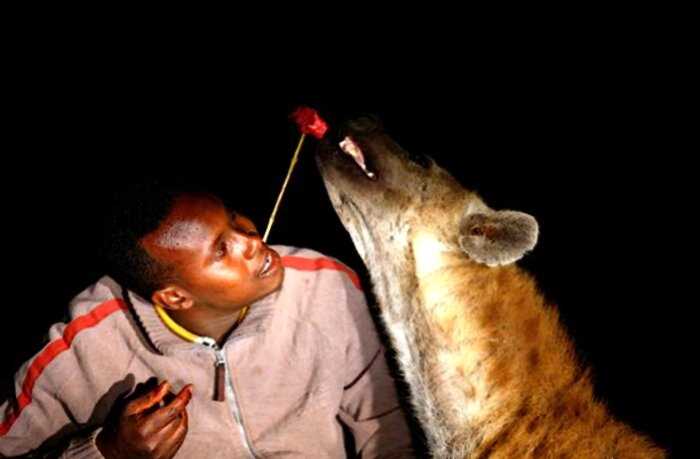 “Любимые домашние питомцы”: как жители Эфиопии диких гиен приручили