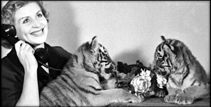 «Плачущая тигрица»: история дрессировщицы Маргариты Назаровой, которая могла усмирить любого хищника